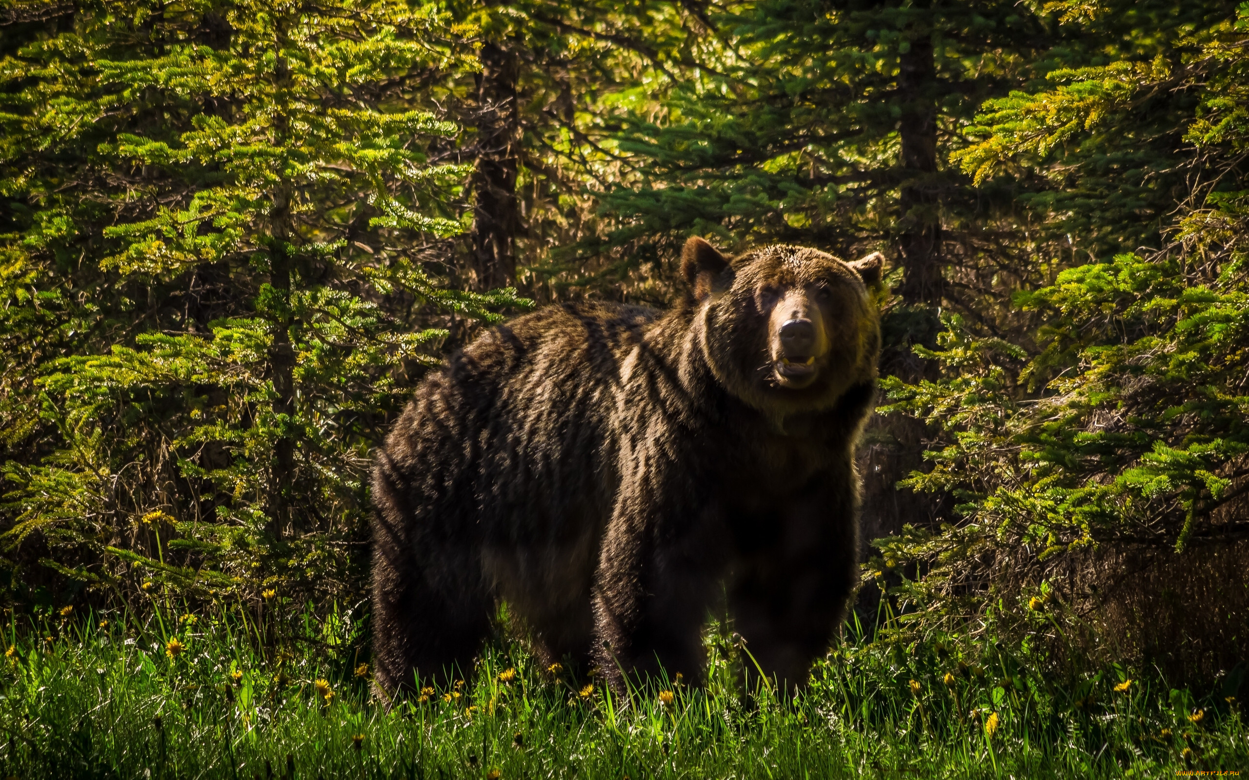 Дика природа ютуб. Уссурийский бурый медведь. Бурый медведь Уссурийская Тайга. Северная Америка медведь Гризли. Бурый медведь Сихотэ Алинь.